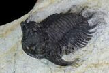 Scarce Acanthopyge Trilobite - Morocco #126921-1